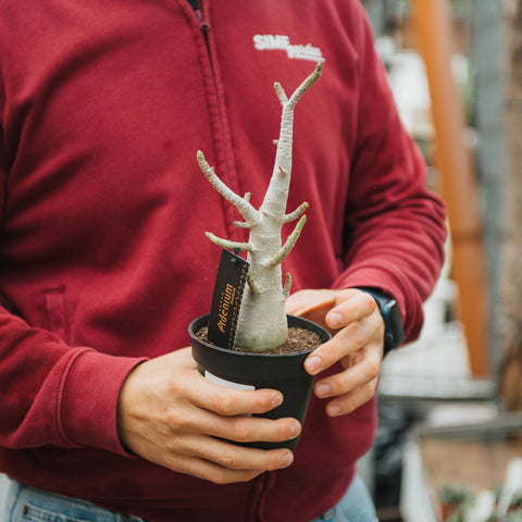 Simegarden Adenium arabicum 12 cm