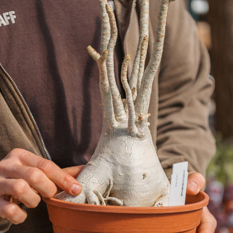 Simegarden Adenium arabicum