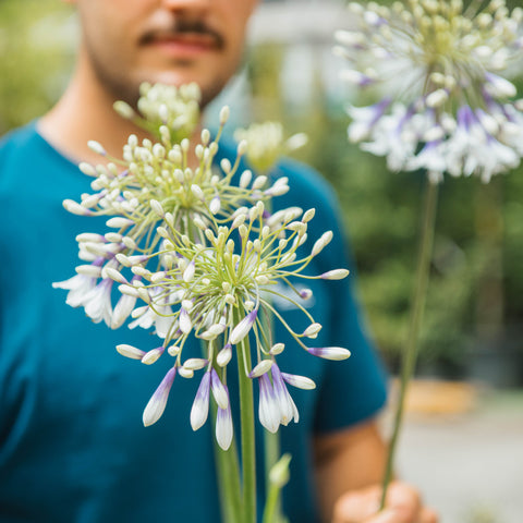 Simegarden Agapanthus fireworks 25 cm