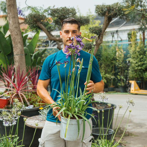 Simegarden Agapanthus poppin star 21 cm