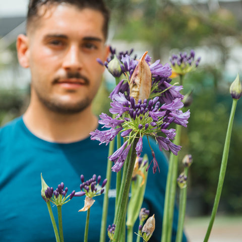 Simegarden Agapanthus poppin star 21 cm