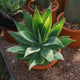 Simegarden Agave attenuata