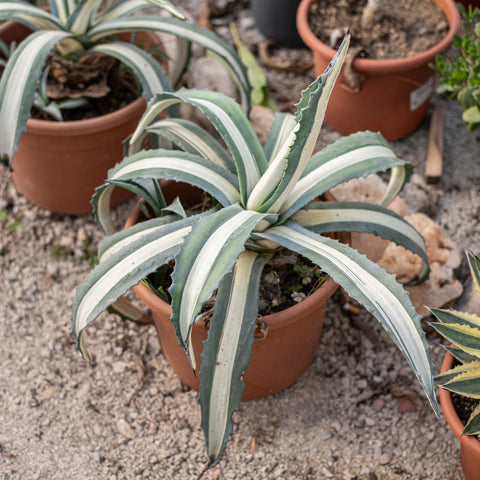 Simegarden Agave mediopicta alba 30 cm