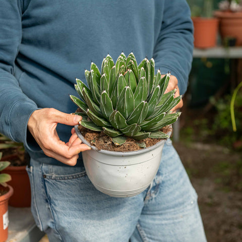 Simegarden Agave victoriae reginae 18 cm