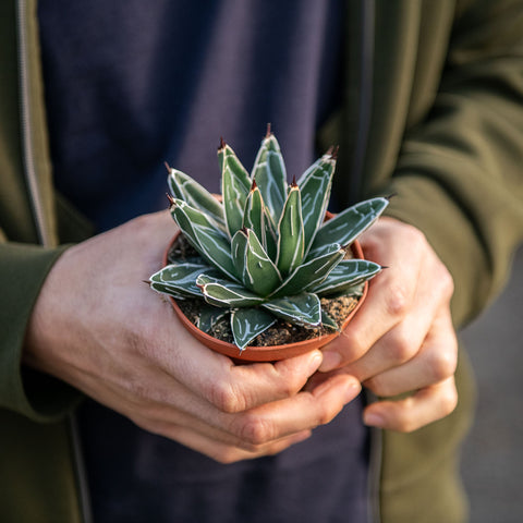 Simegarden Agave victoriae reginae