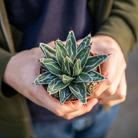 Simegarden Agave victoriae reginae