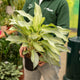 Simegarden Aglaonema aqua green 19 cm