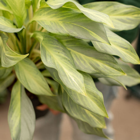 Simegarden Aglaonema aqua green 19 cm