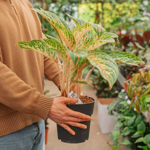 Simegarden Aglaonema coco melon 18.5 cm