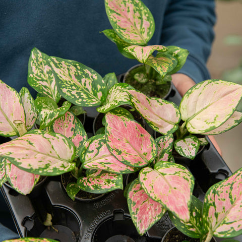 Simegarden Aglaonema commutatum red zirkon 6 cm