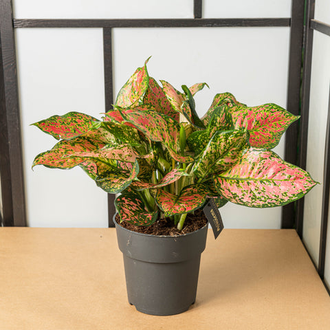 Aglaonema crimson love