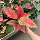 Simegarden Aglaonema fire star 12 cm