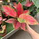 Simegarden Aglaonema fire star 12 cm