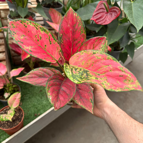 Simegarden Aglaonema fire star 12 cm