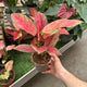 Simegarden Aglaonema fire star 12 cm