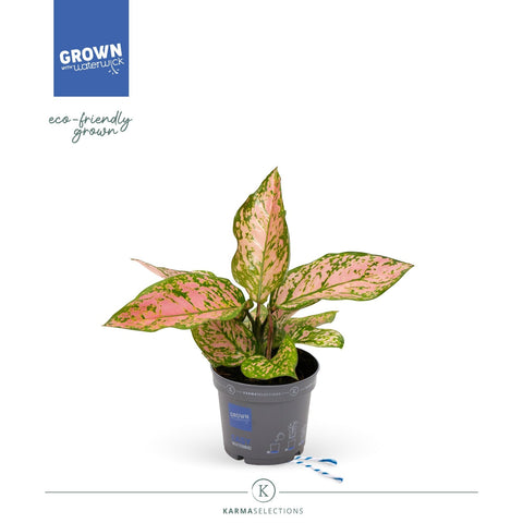 Simegarden Aglaonema hawkeye 12 cm