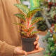 Simegarden Aglaonema paradise red