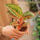 Simegarden Aglaonema paradise red