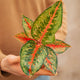 Simegarden Aglaonema paradise red