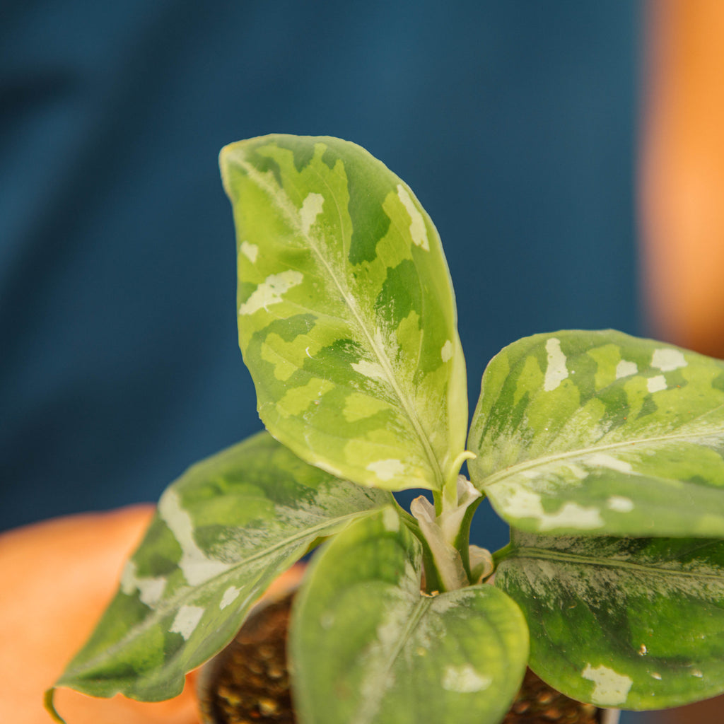 Aglaonema pictum tricolor – Simegarden