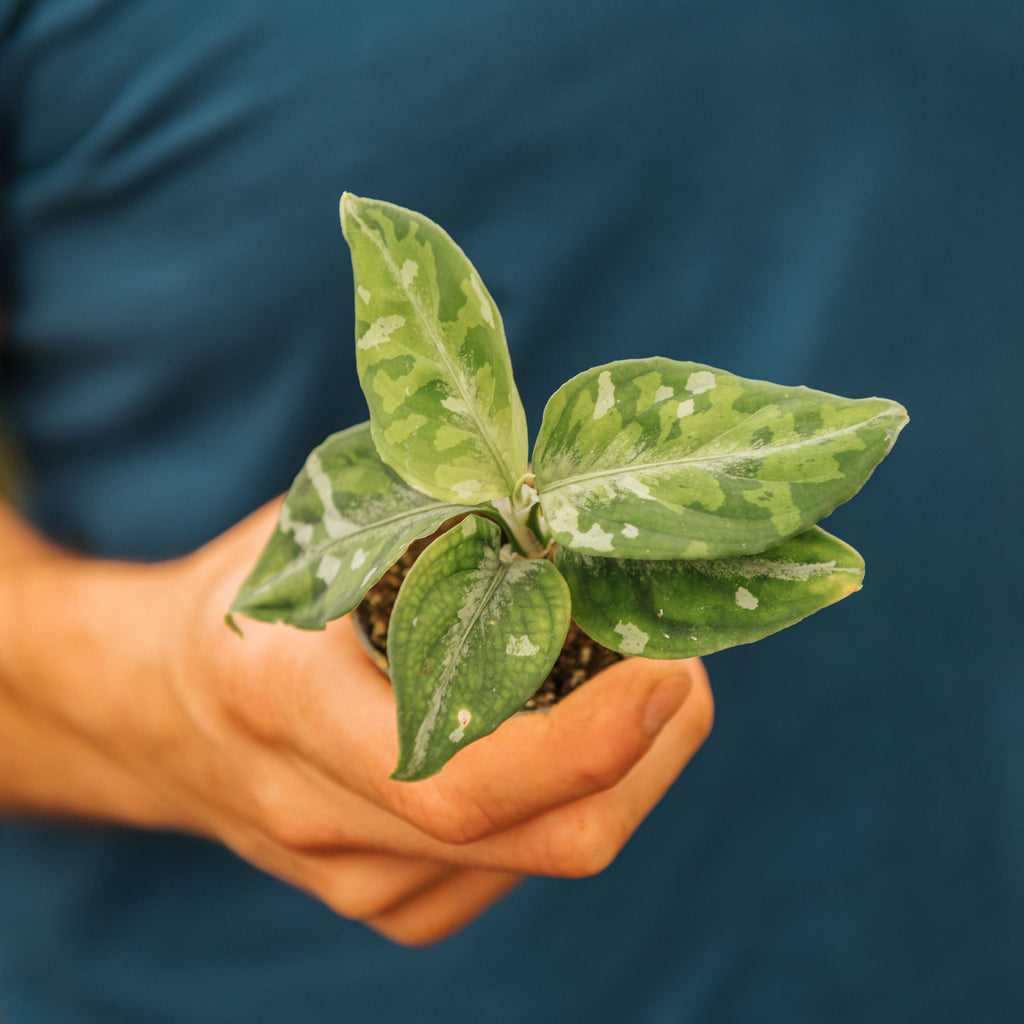 Aglaonema pictum tricolor – Simegarden