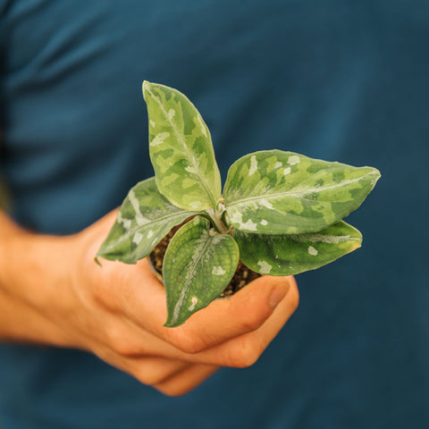 Simegarden Aglaonema pictum tricolor 6 cm