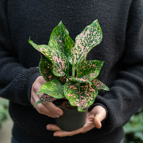 Simegarden Aglaonema pink leopard 12 cm