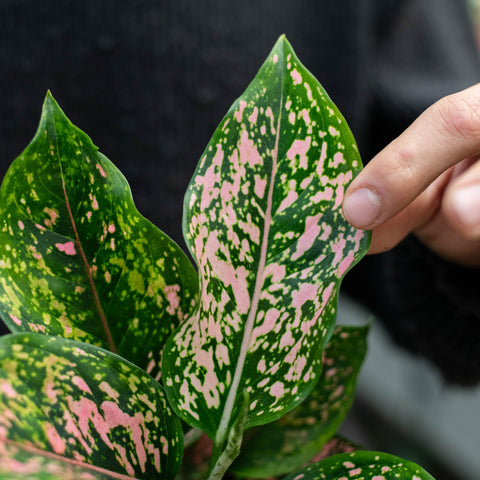 Simegarden Aglaonema pink leopard 12 cm