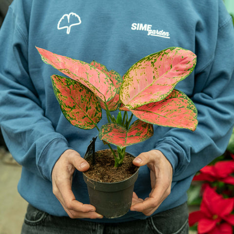 Simegarden Aglaonema ruby love 12 cm