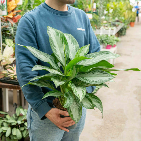 Simegarden Aglaonema silver bay 17 cm