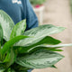 Simegarden Aglaonema silver bay 17 cm