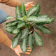 Simegarden Aglaonema silver bay 21 cm