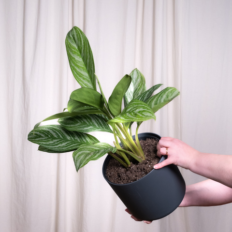 Simegarden Aglaonema stripes