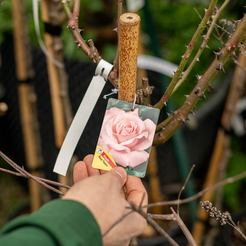 Simegarden Alberi di rose 24 cm / Rosa tenero