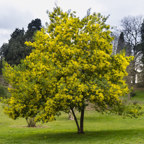 Simegarden Albero di mimosa 16 cm