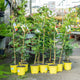 Simegarden Albero di mimosa 16 cm