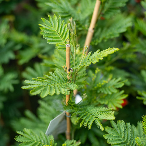 Simegarden Albero di mimosa 16 cm