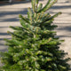 Simegarden Albero di natale