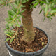 Simegarden Albero olivo 50 cm