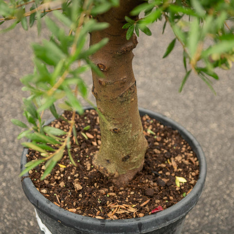 Simegarden Albero olivo 50 cm