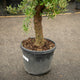 Simegarden Albero olivo 50 cm