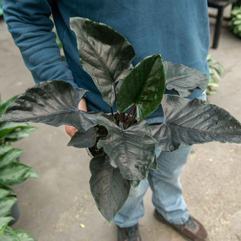 Simegarden Alocasia antoro velvet 17 cm