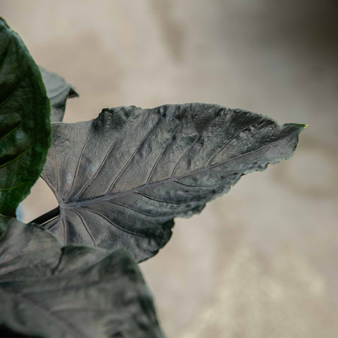 Simegarden Alocasia antoro velvet 17 cm