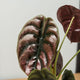 Simegarden Alocasia cuprea 12cm / 20-25cm