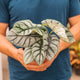 Simegarden Alocasia dragon scale 14 cm