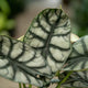 Simegarden Alocasia dragon scale 14 cm