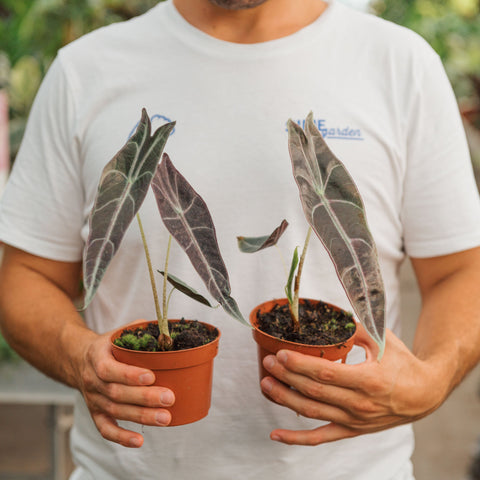 Simegarden Alocasia longiloba 10.5 cm