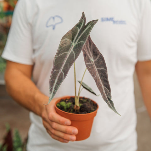 Simegarden Alocasia longiloba 10.5 cm