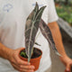 Simegarden Alocasia longiloba 10.5 cm