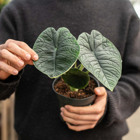 Simegarden Alocasia melo 14 cm